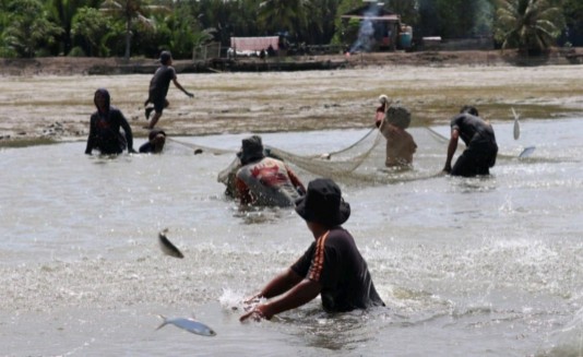 Sejumlah petambak gotong royong panen ikan di tambak Kampung Pegat Batumbuk, Pulau Derawan, Berau