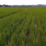 Sawah di Samarinda