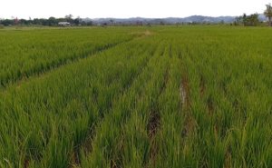 Sawah di Samarinda