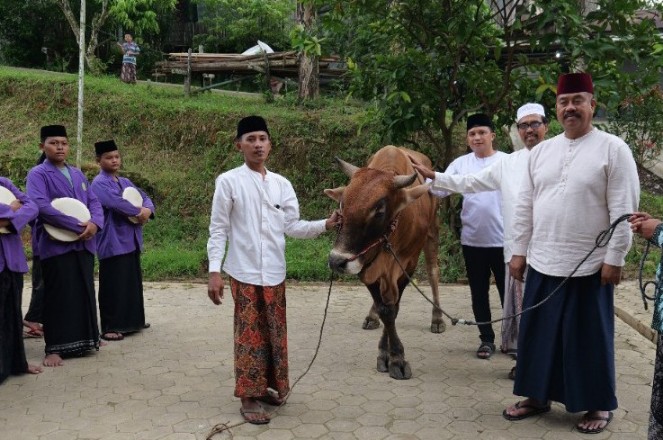 Sapi kurban