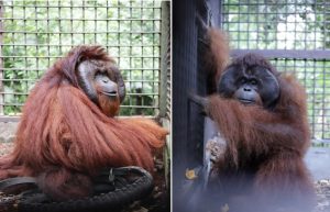 orangutan