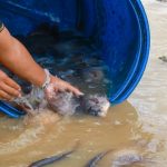 Tebar ikan konsumsi di Embung E, KIPP IKN. (Foto: Ist/ Humas OIKN)