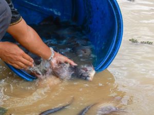 Tebar ikan konsumsi di Embung E, KIPP IKN. (Foto: Ist/ Humas OIKN)
