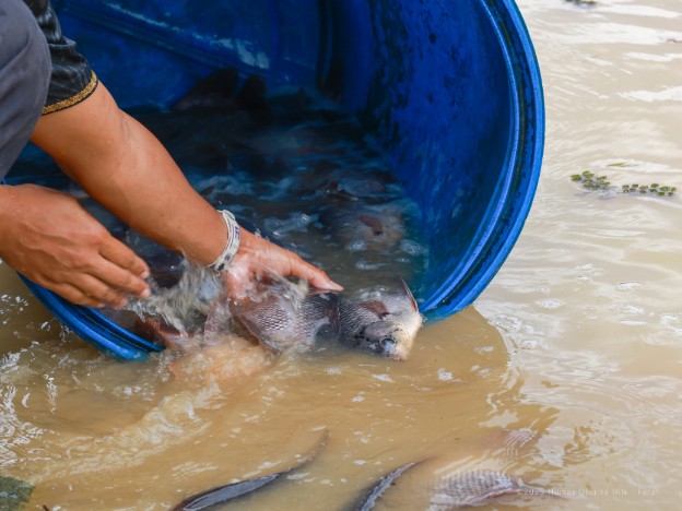 Tebar ikan konsumsi di Embung E, KIPP IKN. (Foto: Ist/ Humas OIKN)