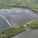 Kawasan Delta Mahakam, (Foto: Ist/ Koleksi M4CR/ Annisa Ni'matul R)