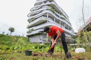 Penanaman bibit pohon di IKN