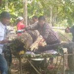 Membuat gula tebu