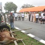 Penyembelihan sapi