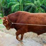 Sapi kurban