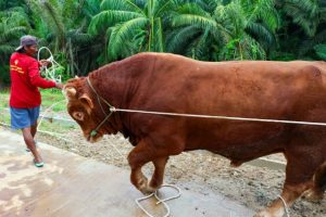 Sapi kurban